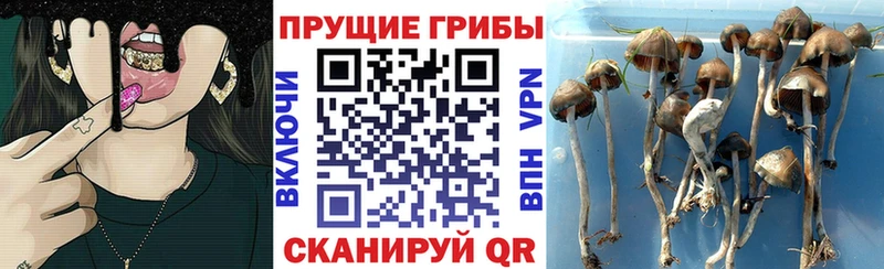 купить   OMG как войти  Галлюциногенные грибы Magic Shrooms  Обь 
